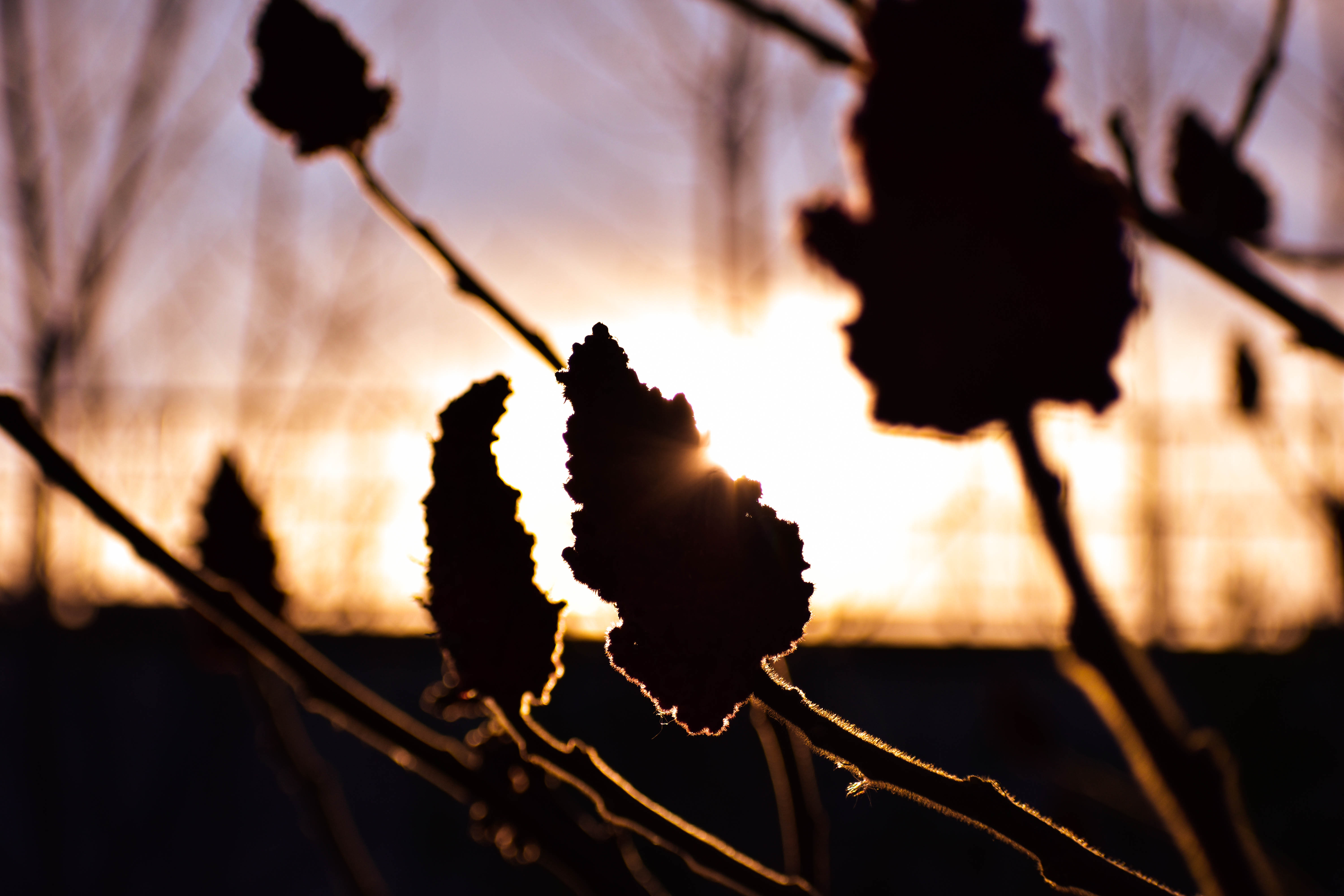 flower silhouette in the sunset