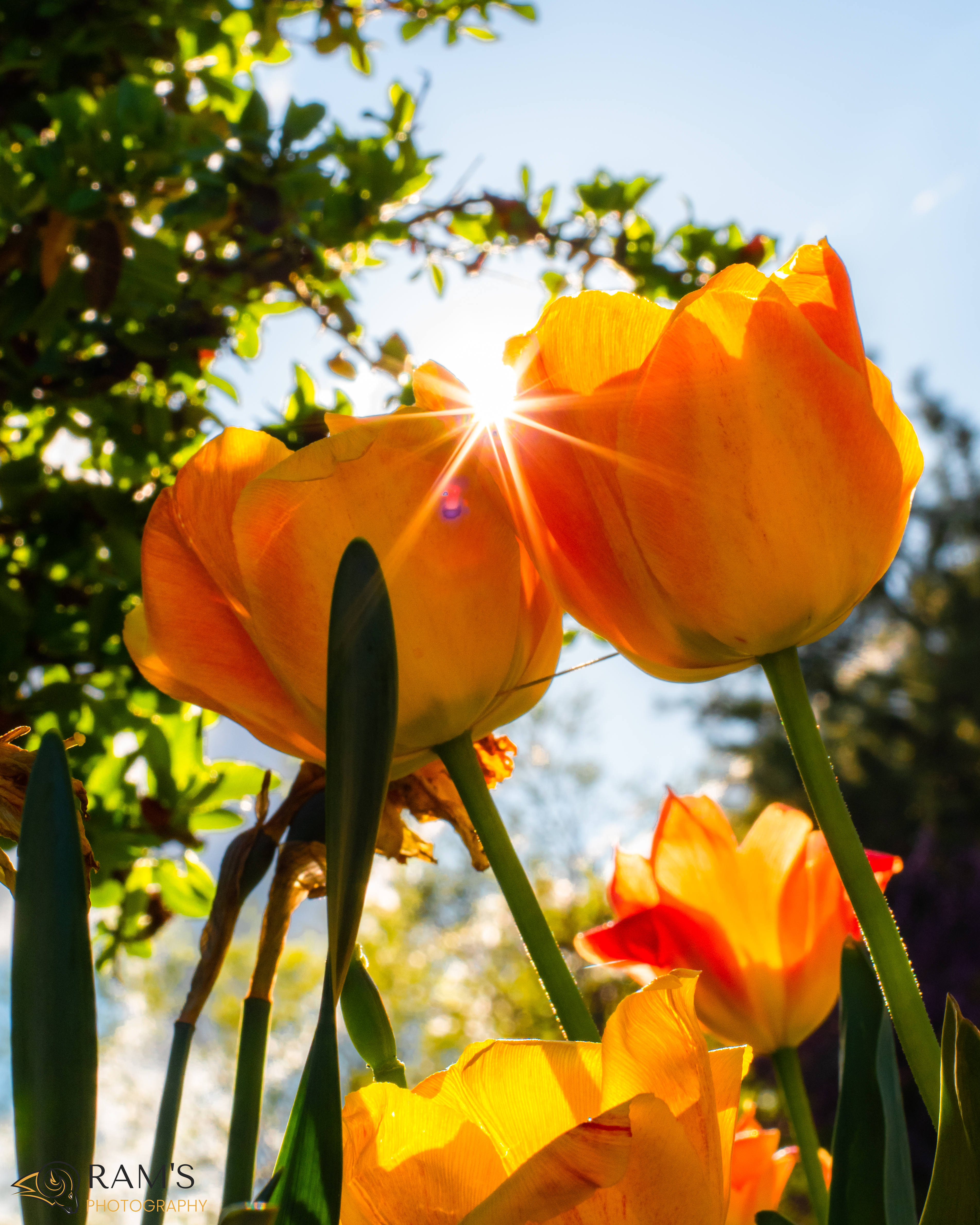 A ray of sunshine through 2 flowers