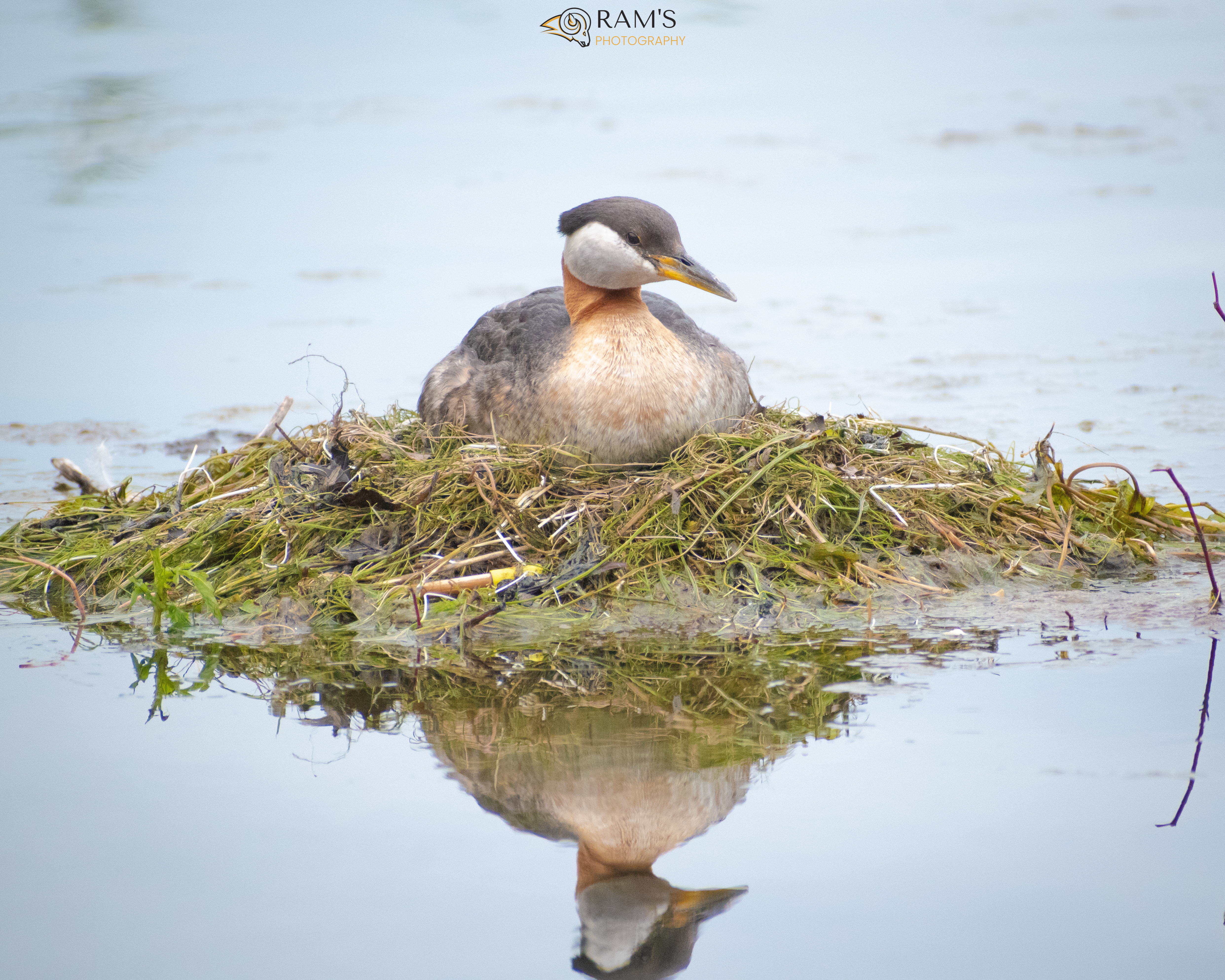 bird with water reflection